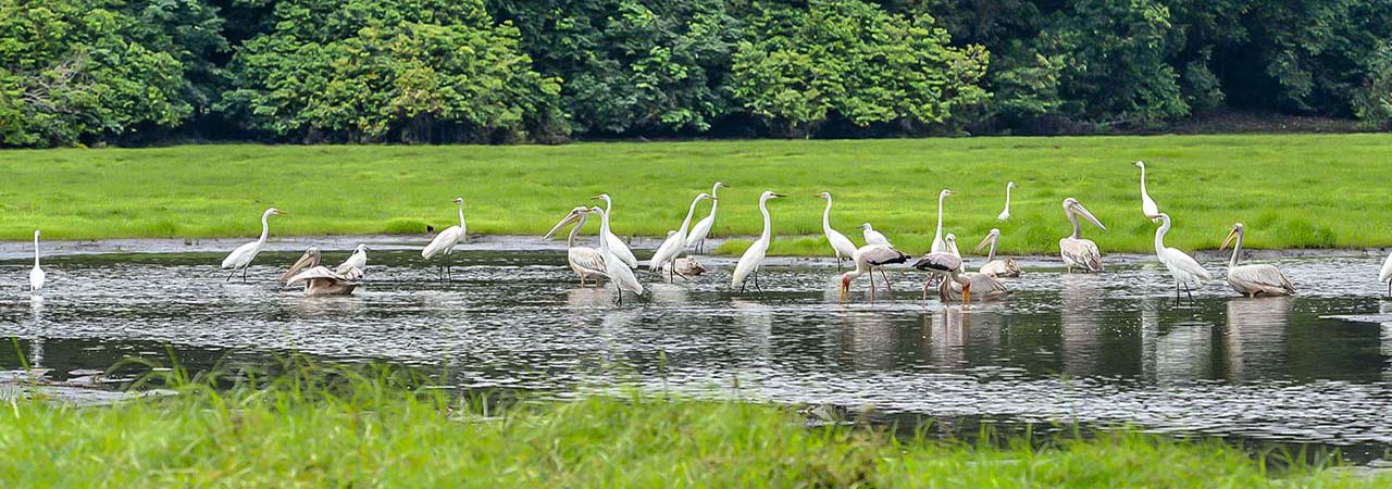 Jour 1 : Libreville – Cap Esterias - Akanda